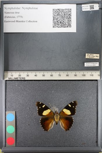 Media type: image;   Entomology 138101